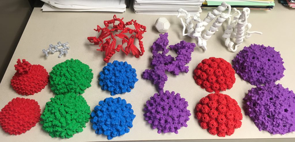 3D printed biological physics models