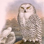 John Gould Glories Art Hop Nov 2014 "Nyctea Nivea." Plate from John Gould''s "The Birds of Great Britain," London, 1862-1873.