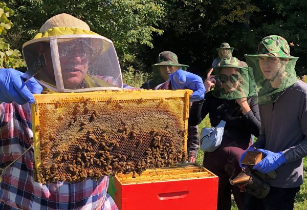 Students observe honey bees