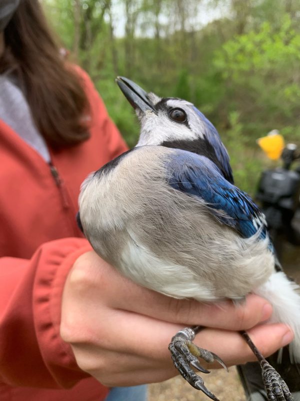 Blue Jay at Sarett Nature Center