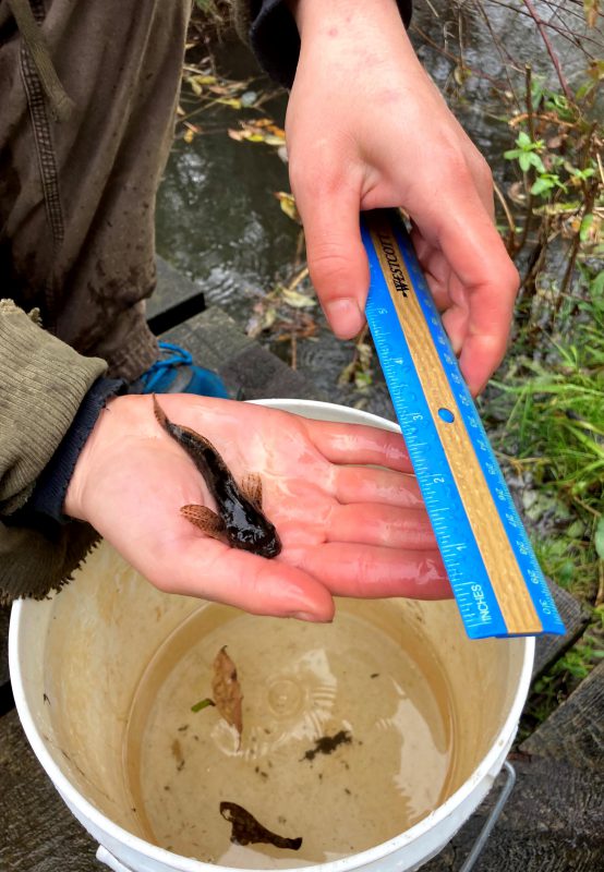 Grace Hancock Measures a Fish with a Ruler