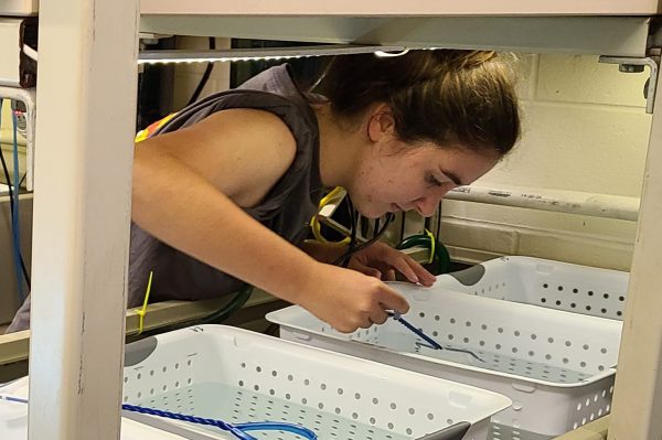 Grace Hancock Analyzing Fish