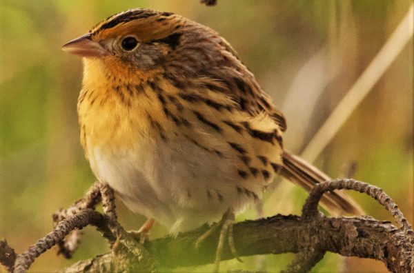 LeContes Sparrow at Whitefish Point Big Year of Birding