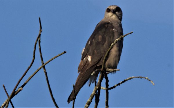 Big Year of Birding Mississippi-Kite-at-Cherry-Hill-Nature-Preserve-in-Washtenaw