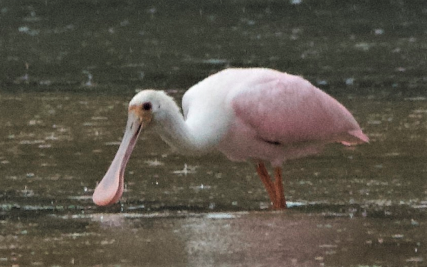 Big Year of Birding Roseate-Spoonbill-at-Washtenaw