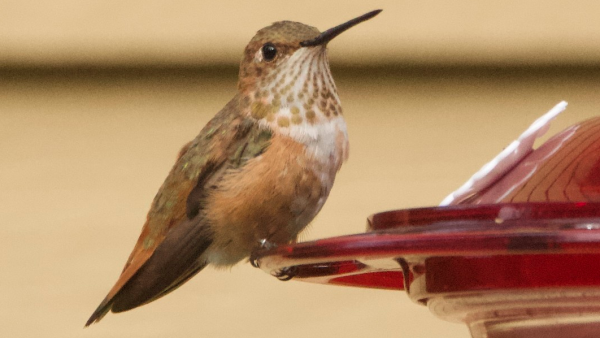 Big Year of Birding Rufous-Hummingbird-at-Saginaw