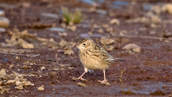 Big Year of Birding Sprauges-Pipit-at-Whitefish-Point