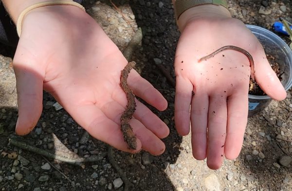 Katie Rock holds a common earthworm and a jumping worm to compare