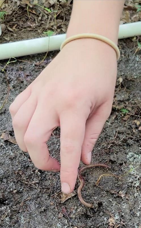 Katie Rock picks up a worm that has risen to the soil's surface