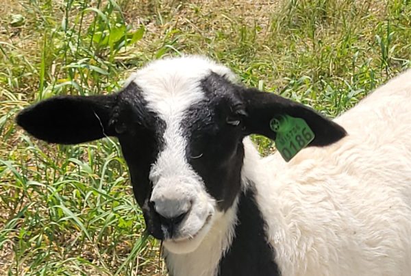 Sheep at the Lillian Anderson Arboretum