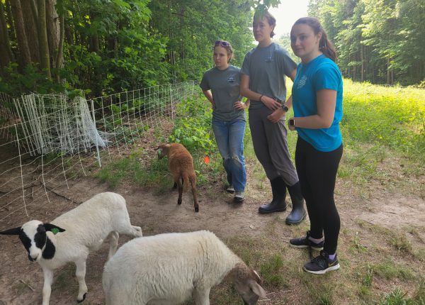 Three students and three sheep at Lillian Anderson Arboretum