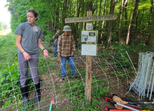 Three women set up electric fencing for grazing sheep