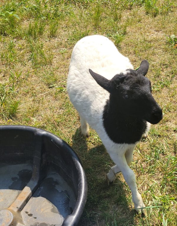 Sheep are ushered in to Lillian Anderson Arboretum for grazing