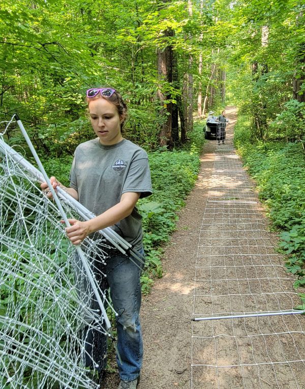 Student sets up fencing at Lillian Anderson Arboretum