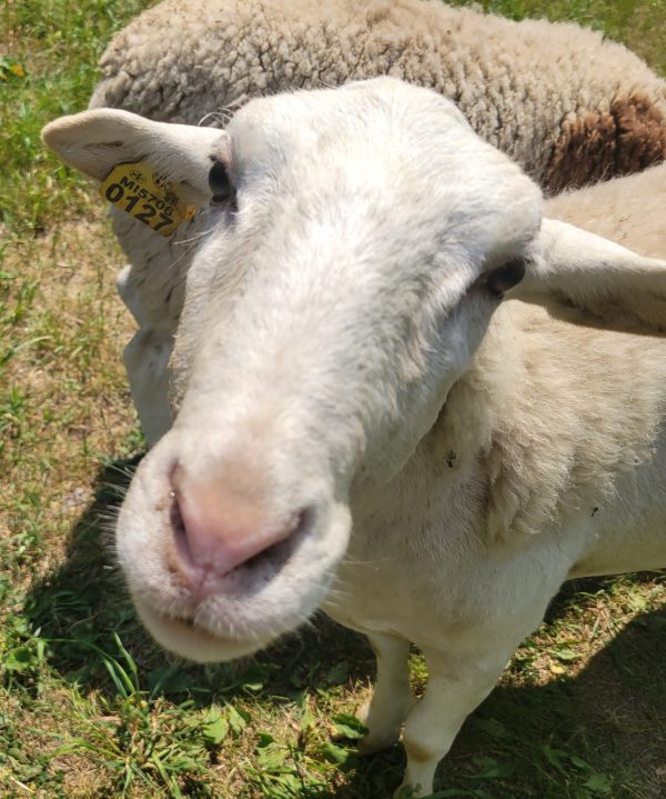 Sheep begin arriving at Lillian Anderson Arboretum