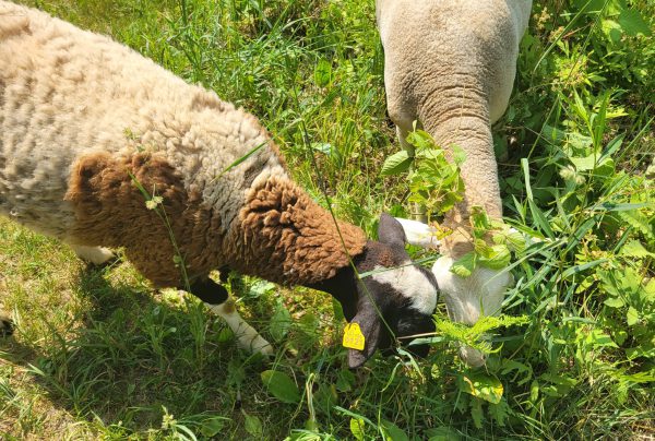 Sheep grazing at Lillian Anderson Arboretum