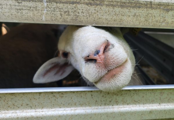 Grazing sheep peek out of a trailer