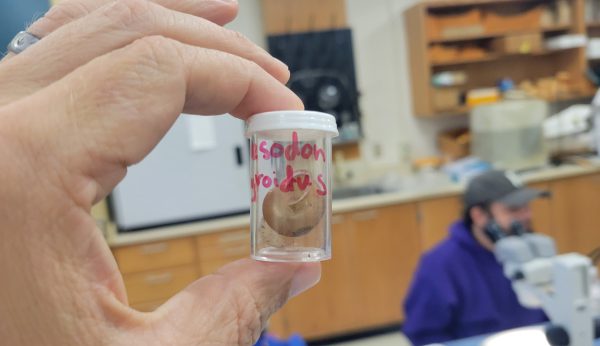 Hand holding vial containing a land snail