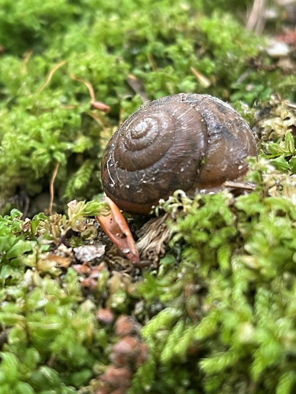 Magnified land snail in moss