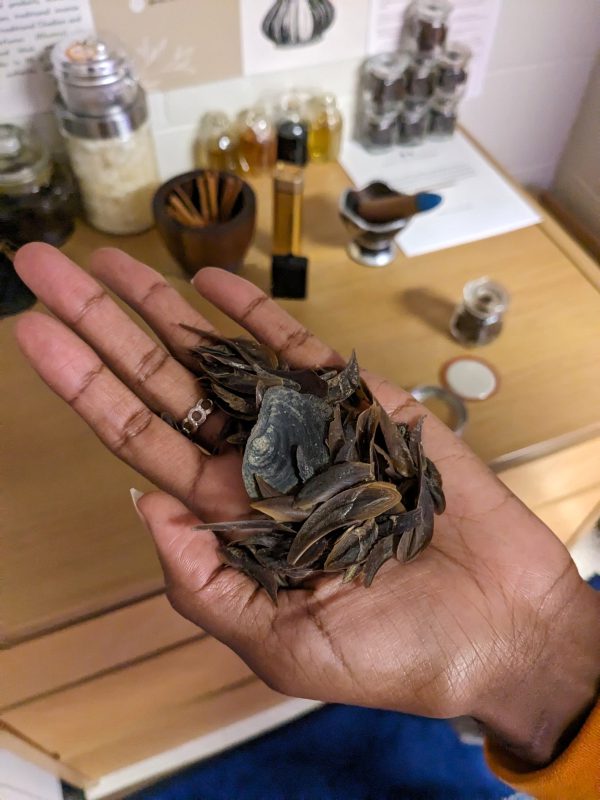 Darsalam Amir holds operculum onycha shells in her hand