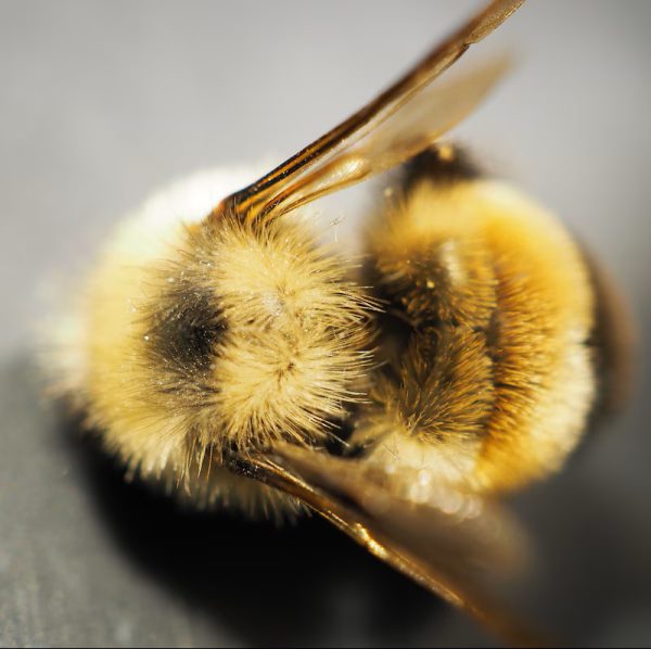 Rusty-patched bumble bee magnified