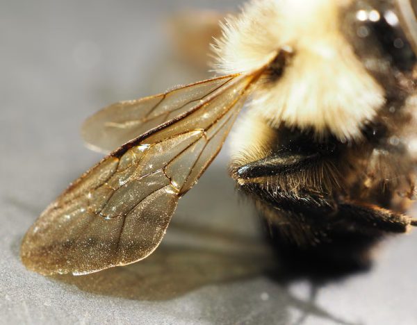 Rusty-patched bumble bee magnified
