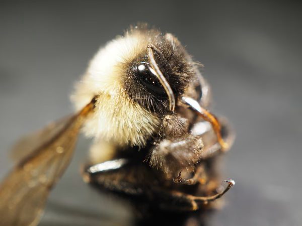 Rusty-patched bumble bee magnified
