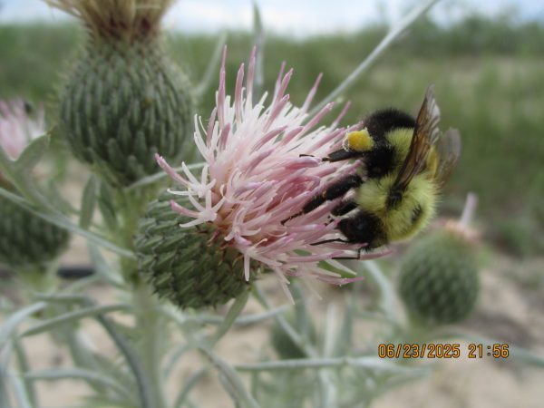 A bee gathers pollen from a Pitcher's thistle plant