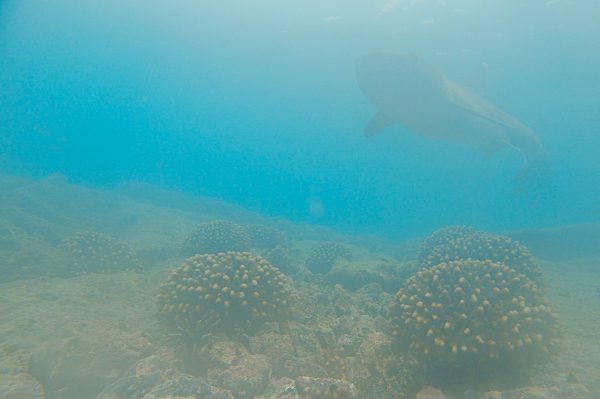 An underwater view of a coral reef and a shark