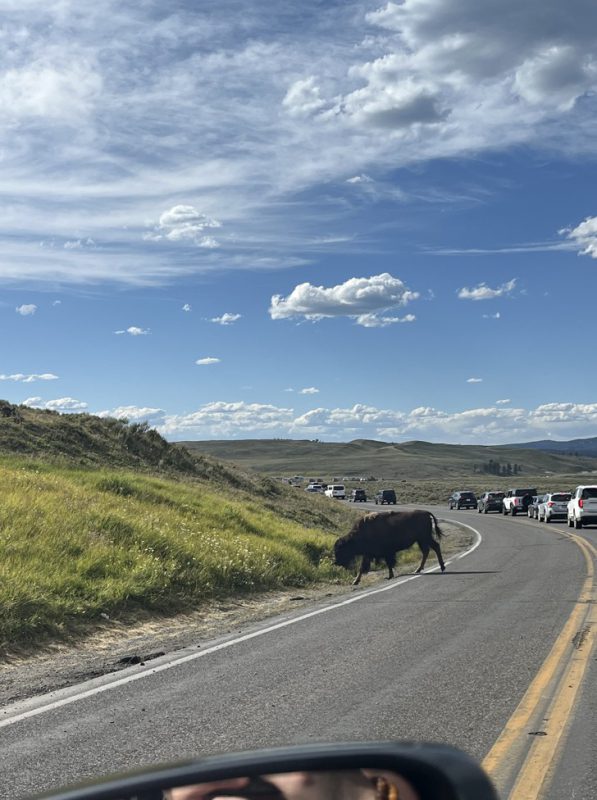 Bison on the road in the wild at Yellowstone Park
