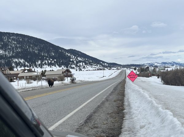 Bison on the road in the wild