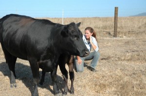 Kalamazoo College alumna Nicolette Hahn Niman with a cow