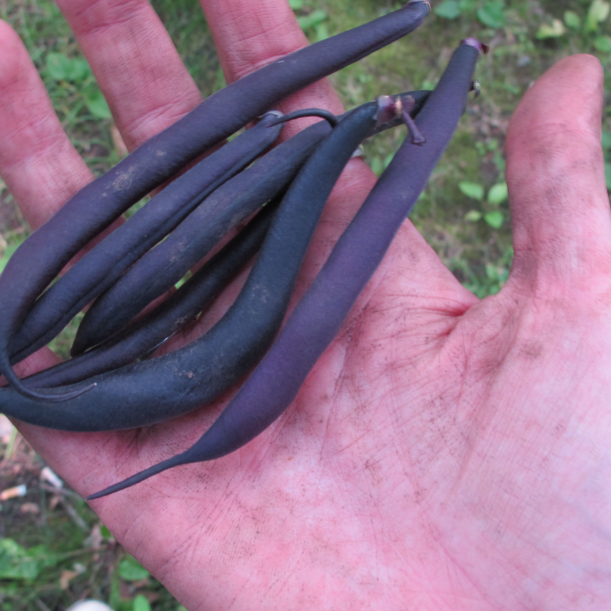 I Can Garden and You Can Too!