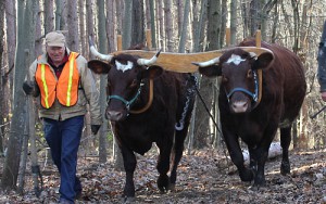 Oxen haul logs for Batts Pavilion