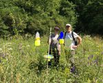 pollinators