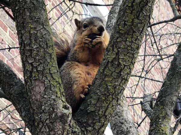 Squirrels at Kalamazoo College