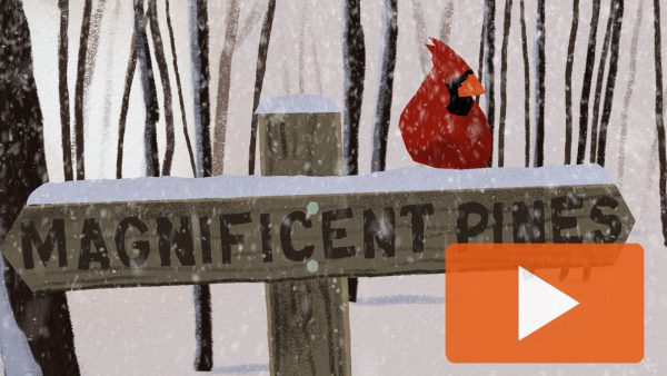 Cardinal on Magnificient Pines Post Happy Holidays 2019