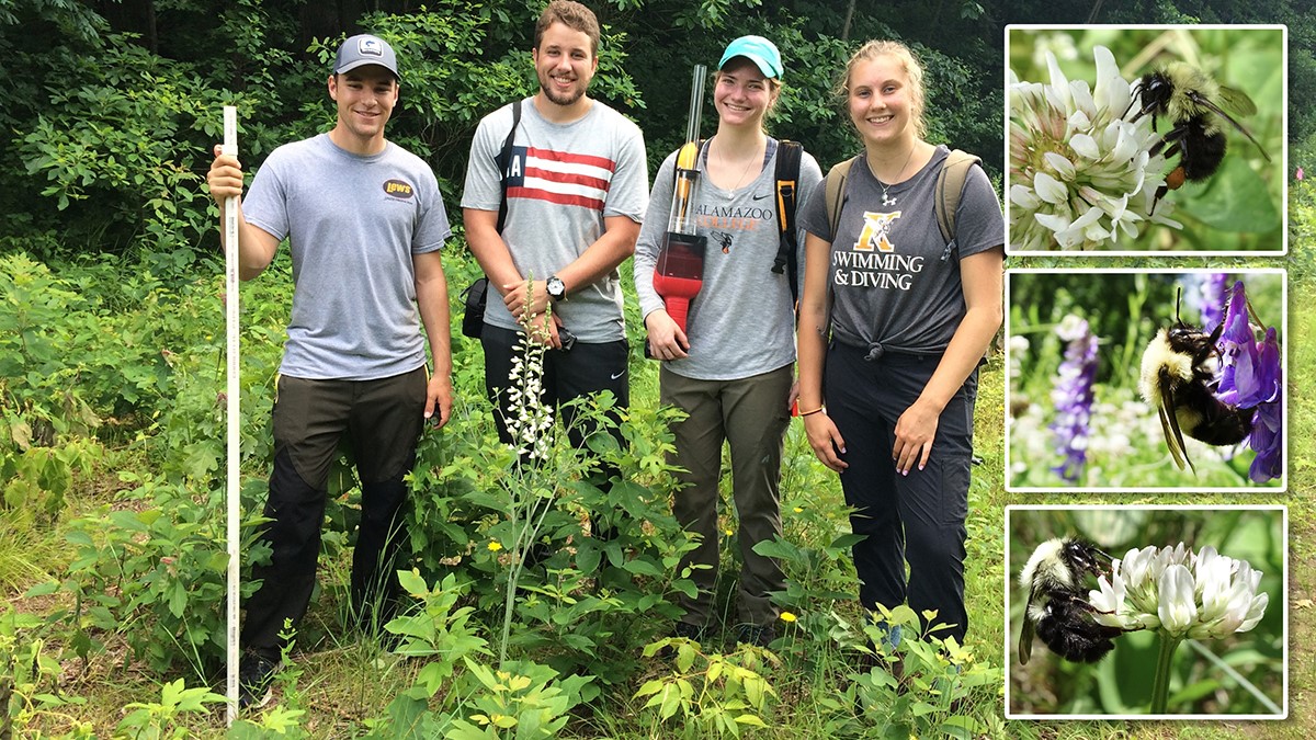 Meet the Hornets Helping Bumblebees Through Citizen Science