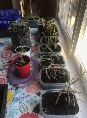 Nora Earth Day plants