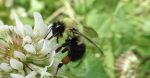 World Bee Day Flowers