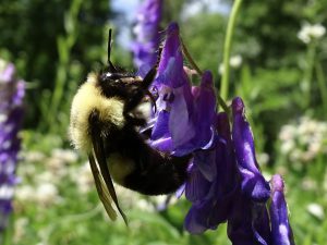 World Bee Day Purple Flowers