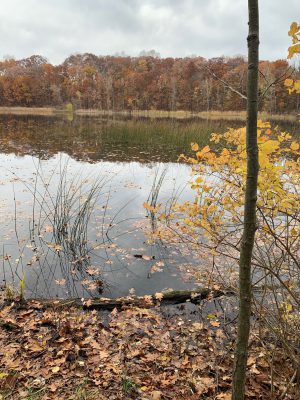 Asylum Lake