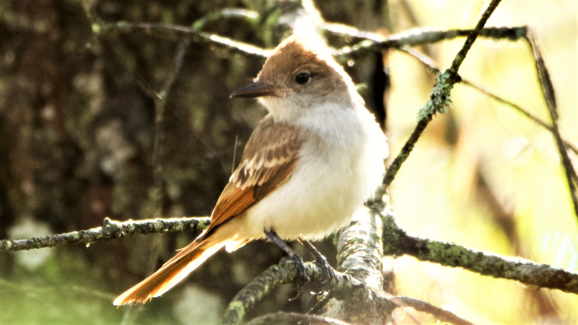 Hundreds of Birds Plus Thousands of Miles Equals Student’s Big Year