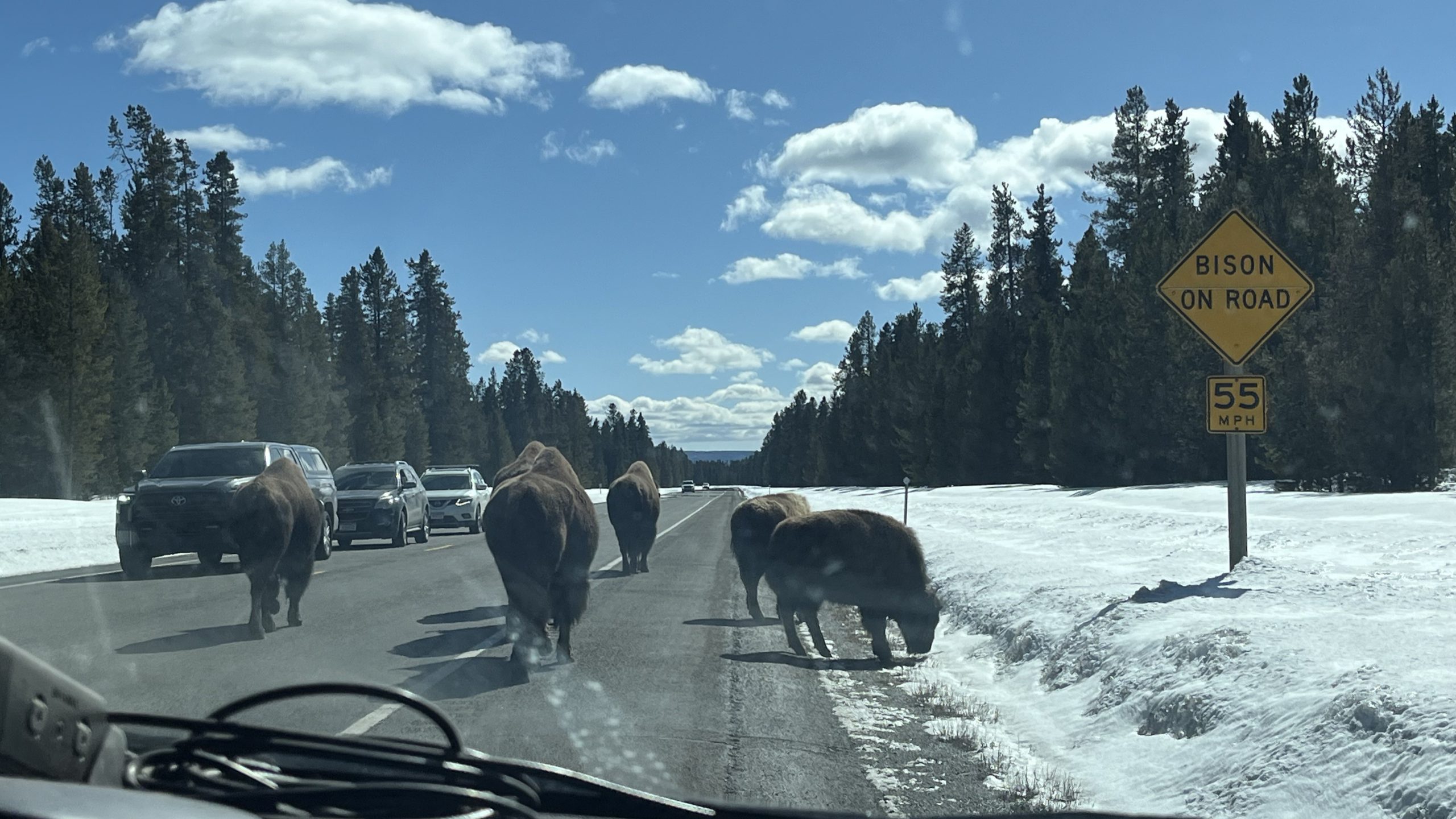 A Job Where the Wild Things Are