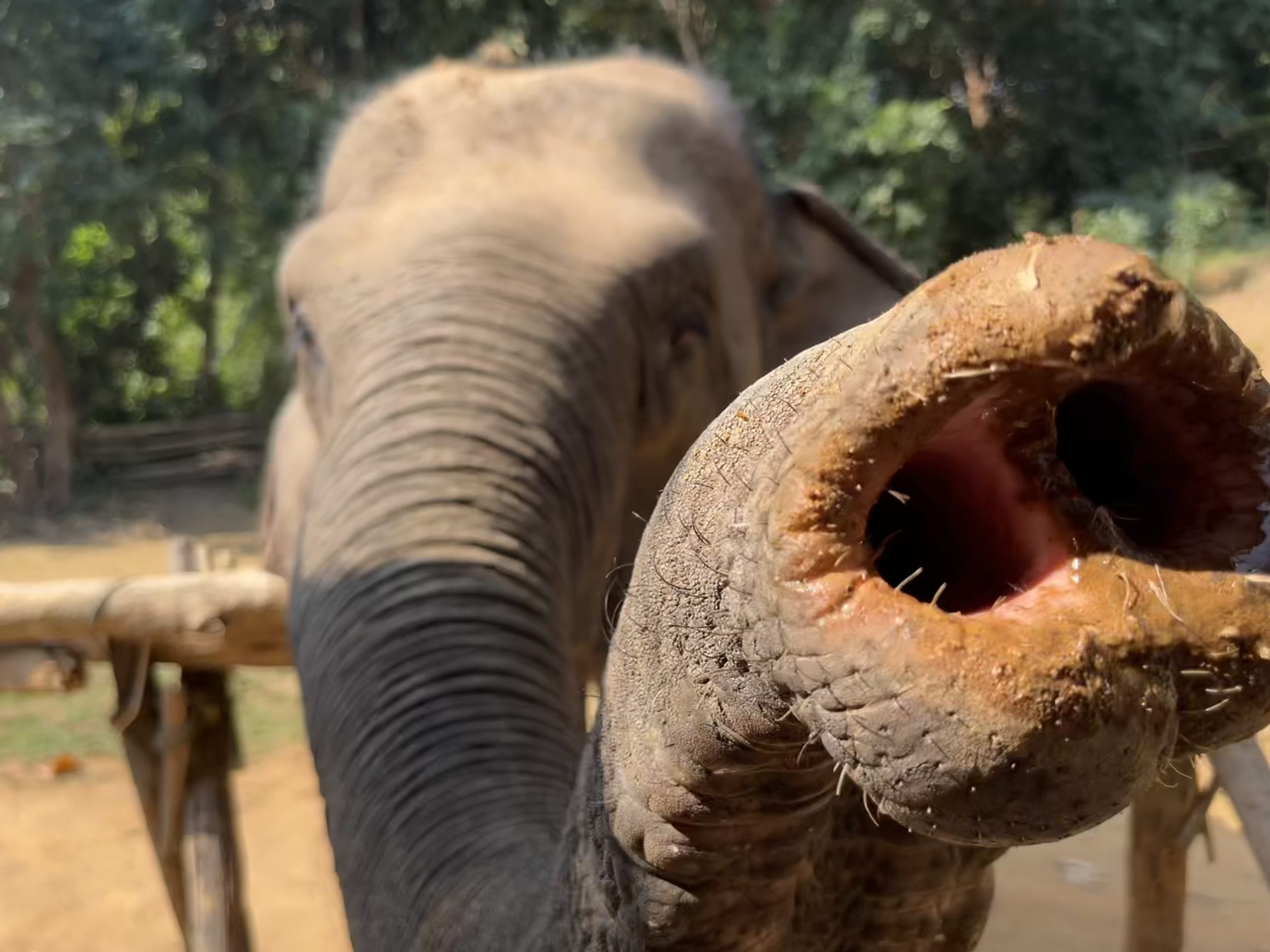 An elephant in Thailand