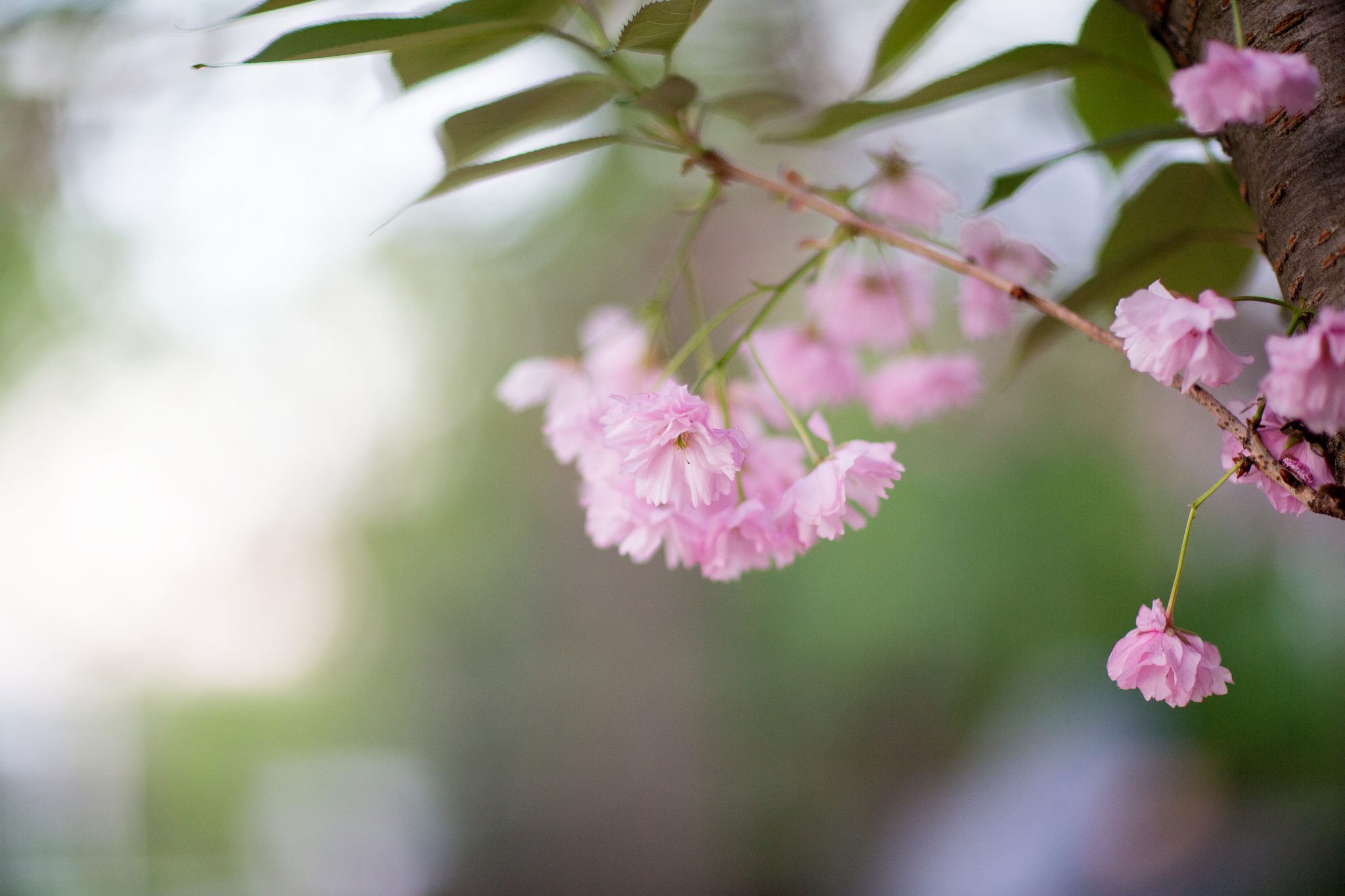 Kalamazoo College Counseling Services Life at K