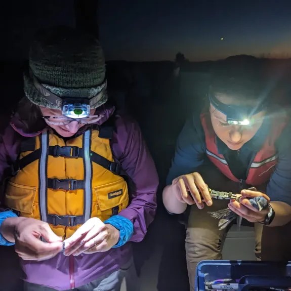 Two scientists wearing headlamps while working with birds
